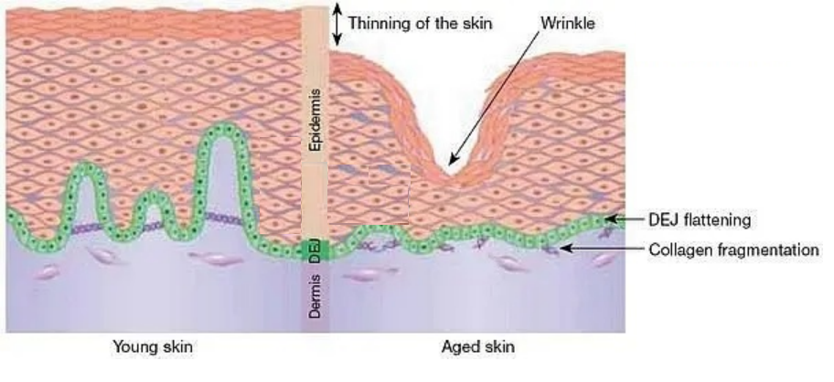 skin care compare skin care compare